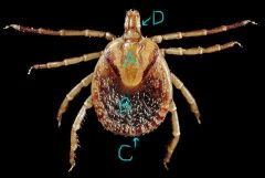 Label the structures on this tick. Is it a male or female? How can you tell?