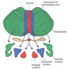 Gross anatomy of the cerebellum

2. paired deep nuclei