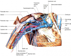 As the basilic vein (superficial) passes through deep fascia to join the venae comitantes of the brachial artery at the lower border of teres major