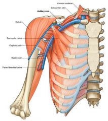 Is superficial, passes on lateral aspect of arm
Passes deep into the delto-pectoral triangle to join axillary vein