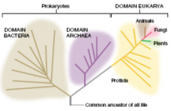 Domain Bacteria
Domain Archaea
Domain Eukarya