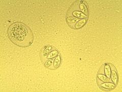 In Phylum Apicomplexa, Class Coccidea

Direct life cycles
1:4:2 Oocyst : Sporocyst : Sporozoite ratio

Includes 
Eimeria tenella
In intestines of chickens, severe pathology
Eimeria stiedae
In bile duct & liver of rabbits