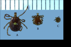 "lone star tick"- hard ticka. host: wild and domestic animals, birds, and humans
b. distribution: mainly southern US but is moving north on WTD
c. life cycle: 3 host
d. disease:
- STARI (reaction to tick saliva, looks like RMSF) and red meat aller...