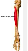 Tibialis anterior
Origin

Upper 2/3, lateral aspect of the tibia andadjacent interosseous membrane     
Pathway

Moving distally, the tendon forms in thelower 1/3 of the tibia																												 
Insertion 

Medial/inferior surface of the...