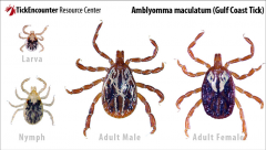 "Gulf coast tick"- hard ticka. host: wild and domestic animals, birds, humans
b. distribution: SE US and Gulf Coast area (moving north and west
c. life cycle: 3 host
d. disease: 
- Hepatozoon americanum (dog must eat tick)
- Rickettsia parkeri (h...