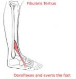 Fibulas tertius
Origin

Distal aspect of the medial aspect of thefibula  
 Pathway 

Moving distally, tendon runs over thedorsal aspect of the foot (lateral to EDL)																												 
 Insertion

Dorsal/medial aspect of the styloidproces...