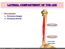 Lateral compartment
 • Comprises of two (2) muscles: 
 Fibulas longus 
 Fibularis braves (lies deep) 
 Innervation

 • Both muscles are supplied by the superficial fibular nerve