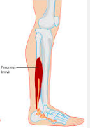  Fibulas brevis															
Origin

 Lower 2/3, lateral aspect of the fibula shaft                      

 Pathway 

Runs down the lateral aspect of the leg,posterior to the lateral malleolus, passesabove the fibular trochlea             
 Inse...