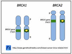 YES. Breast cancer susceptibility genes are thought to be responsible for 5 – 10% of all breast cancers (primarily in younger women).

The most studied breast cancer genes are BRCA1 and BRCA2.  These genes are also associated with ovarian canc...