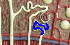 What is this structure (highlighted in blue)?