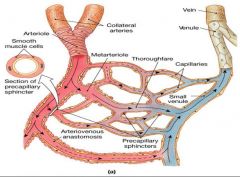 Al engrasamiento leve del músculo liso en el origen de un lecho capilar que está en conexión con una arteriola.
La mayor parte de las arteriolas pueden dilatarse del 60 al 100% de su diámetro de reposo y pueden mantener una constricción de ha...