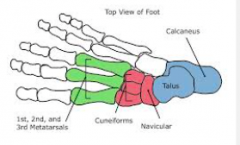 Medial cuneiform
Articulations
 
Posteriorly with the navicular Anteriorly with bases of 1st and 2nd metatarsals 
Laterally with intermediate cuneiform															