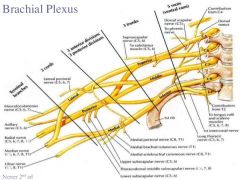 In the neck
From spinal nerve roots