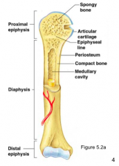 Periosteum - connective tissue membrane
Articular cartilage - made of hyaline cartilage and covers the external surface of epiphyses
Medullary cavity - yellow marrow (adults) and red marrow (children)
Arteries - supply bone cell with nutrients