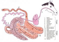 Describe the course of the large colon from the caecum to the anus?