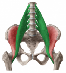 Psoas Mayor