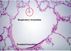 smooth muscles are present throughout the structure but is thicker in the terminal bronchiole