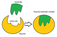 the enzyme's active site changes shape to "better fit" the substrate