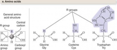 each amino acid has a central carbon atom bonded to four other atoms or groups of atoms