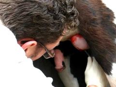 How is the open method of castrating a male horse carried out?