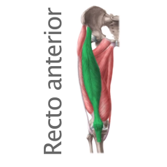 Recto Femoral