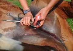 How is the closed method of castrating a male horse carried out?