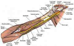 (C5-C7)
Supplies anterior compartment of the upper arm
Continues as the lateral cutaneous nerve in the forearm
Lies close to the subscapularis tendon
Can be damaged in surgery