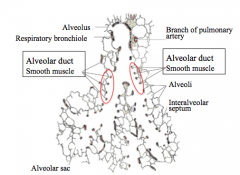 Alveolar duct