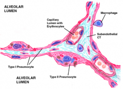 - forms part of the blood-gas barrier
- has an extremely thin cytoplasm (< 80 nm thick)
- type I alveolar cell covers about 95% of alveolar surface
- tight junctions with neighboring cells