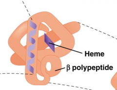 3. folding of polypeptide