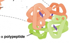 3. (binding ofdifferent polypeptides/proteins

