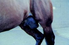 Difference between inguinal hernias in foals and adults?Treat?