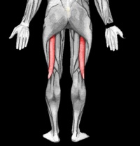 Biceps Femoral