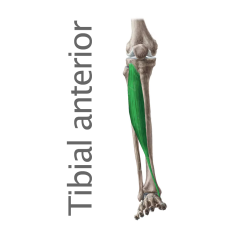 Tibial anterior