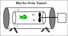 Fan creates current directly on fish that must swim to keep up. Water circulates back towards fan. DO probe could also be inserted to measure resp. rate.