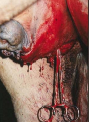 What is normal wound haemorrhage from a standing open castration?