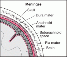 The shell of the brain. Composed of layers: Dura Matter (hard), Arachoid, Sub-arachnoid (composed of only CSF and Ions), Pia Matter, and the Cortex