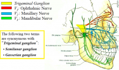 (V1, V2 and V3 carry sensory information; V3 also has a motor component)
Trigeminal Ganglion
V1: Ophthalmic Nerve
V2 : Maxillary Nerve
V3 : Mandibular Nerve