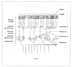 Een schematisch oveuicht van de retinale cellen en hun organisatie . 


 


Het rechtstreeks signaalsysteem loopt van de fotoreceptoren over de bipolaire cellen naar de ganglioncellen. 


 


De horizontale en amacriene cellen voorzien...