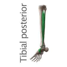 Tibial posterior