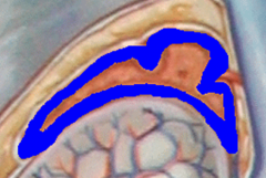 What is this region (highlighted in blue)?