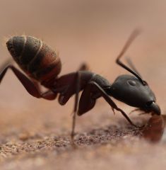 FOURMI

En Espagne on ne mange pas de fourmis.
