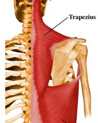 upper trapezius m. 
(scapular)