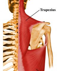 middle trapezius m. 
(scapular)