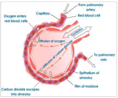it is the barrier to diffusion of gases between the alveolar air and the blood