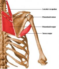 teres major m. 
(GH joint)