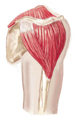 posterior deltoid m. 
(GH joint)