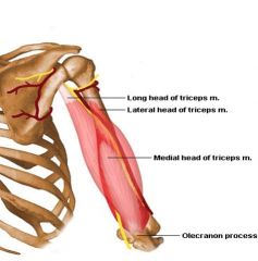 triceps brachii m. 
(elbow) 