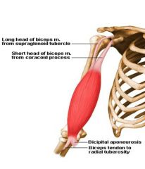 biceps brachii m. 
(elbow)