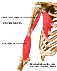 brachialis m. 
(elbow)